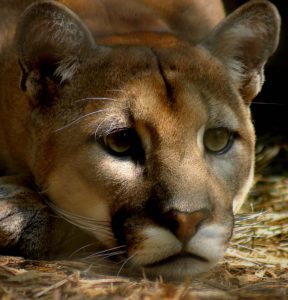 Face of a cougar